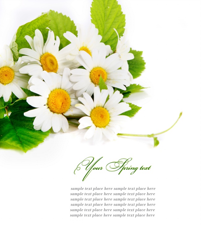 高清大图白色菊花图片(点击浏览下一张趣图)