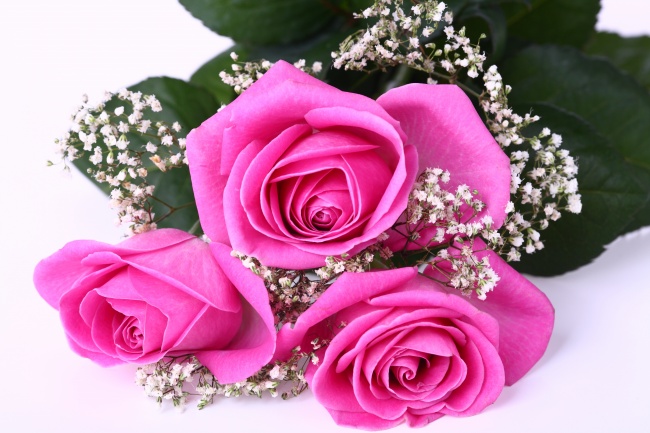 漂亮的玫瑰花图片(点击浏览下一张趣图)