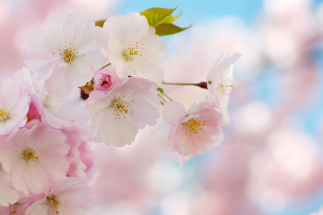 淡粉色花朵唯美图片(点击浏览下一张趣图)