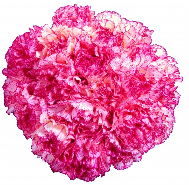粉色康乃馨图片(点击浏览下一张趣图)