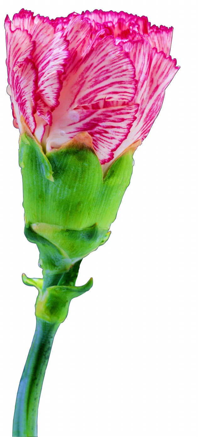 康乃馨花朵图片(点击浏览下一张趣图)