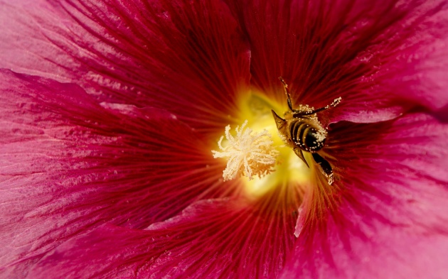 鲜花蜜蜂图片(点击浏览下一张趣图)