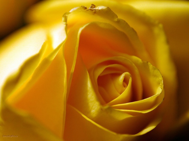 黄玫瑰花图片(点击浏览下一张趣图)