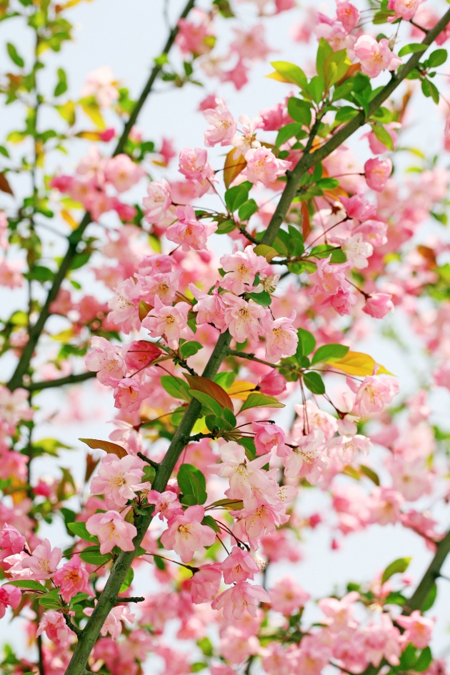 高清大图粉色海棠花图片(点击浏览下一张趣图)