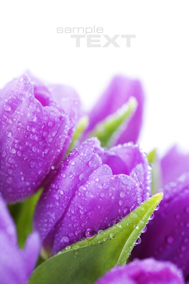 高清大图紫色郁金香图片(点击浏览下一张趣图)