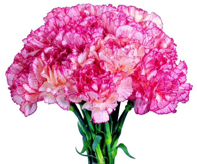 高清大图康乃馨花束图片(点击浏览下一张趣图)
