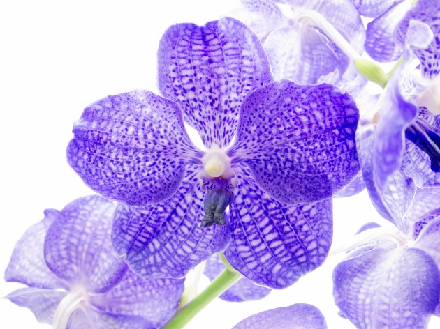 高清大图紫色花背景图片(点击浏览下一张趣图)