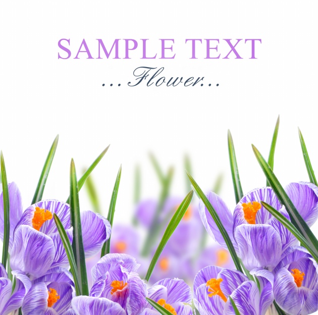 高清大图紫色花卡片图片(点击浏览下一张趣图)