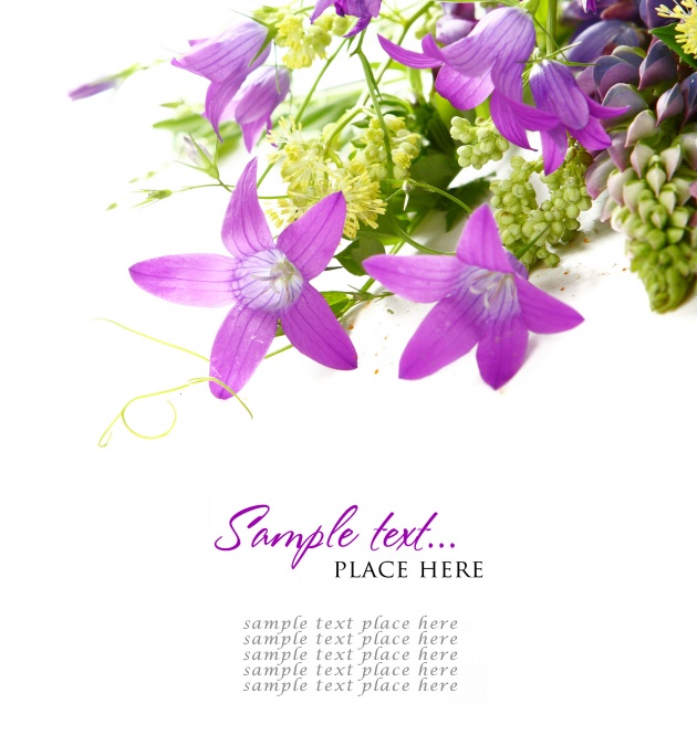 高清大图淡紫色花朵图片(点击浏览下一张趣图)