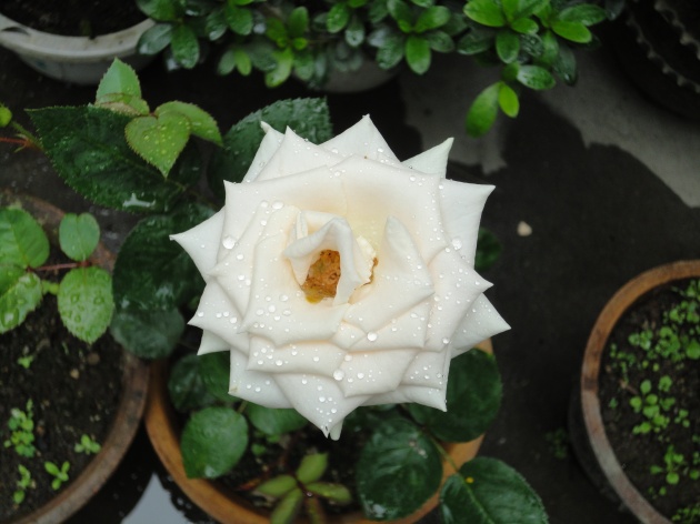 高清大图白玫瑰图片(点击浏览下一张趣图)