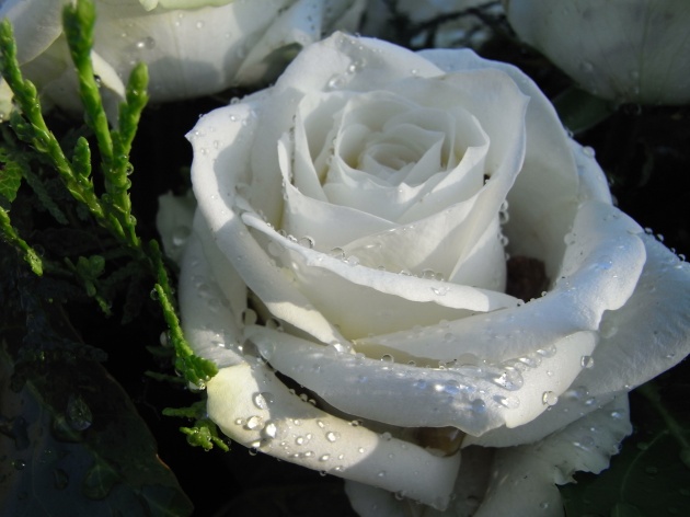 高清大图白玫瑰图片(点击浏览下一张趣图)