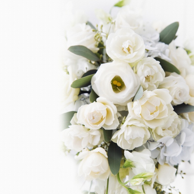 高清大图白色玫瑰花图片(点击浏览下一张趣图)