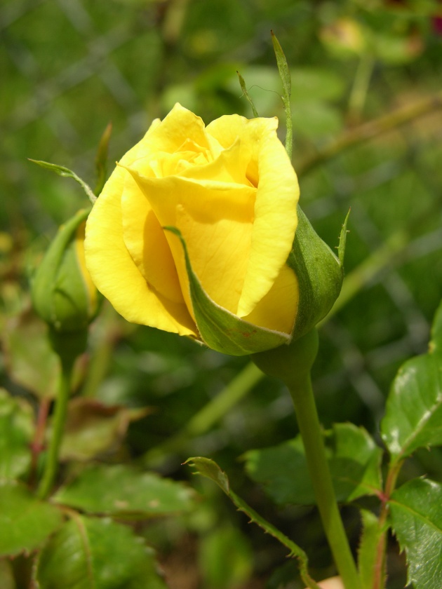 高清大图黄色玫瑰图片(点击浏览下一张趣图)