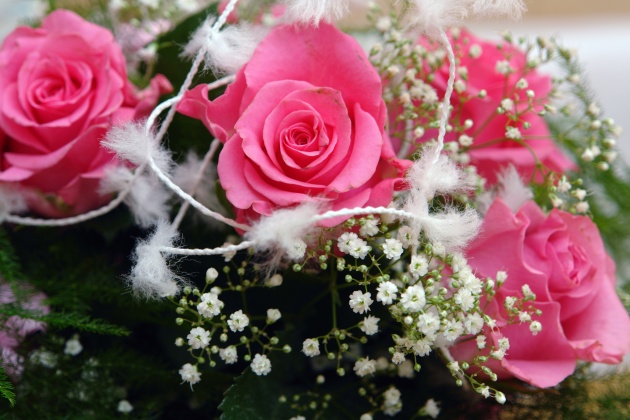粉红色玫瑰花图片(点击浏览下一张趣图)