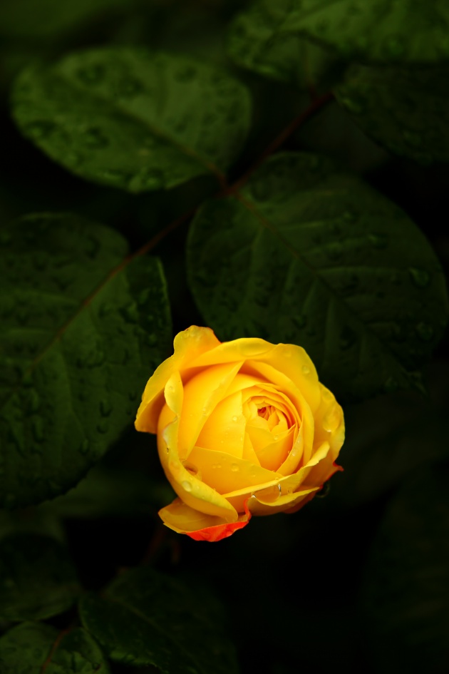 高清大图黄色玫瑰花图片(点击浏览下一张趣图)