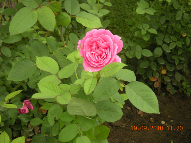 高清大图玫瑰花图片(点击浏览下一张趣图)