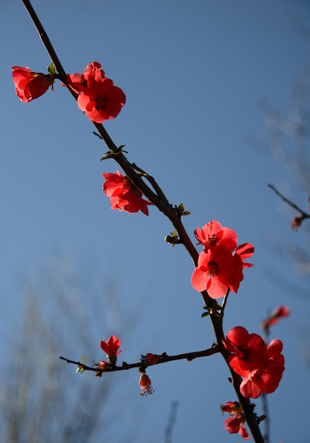 高清大图鲜艳梅花图片(点击浏览下一张趣图)