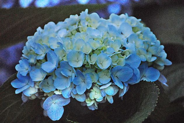 高清大图蓝色鲜花图片(点击浏览下一张趣图)