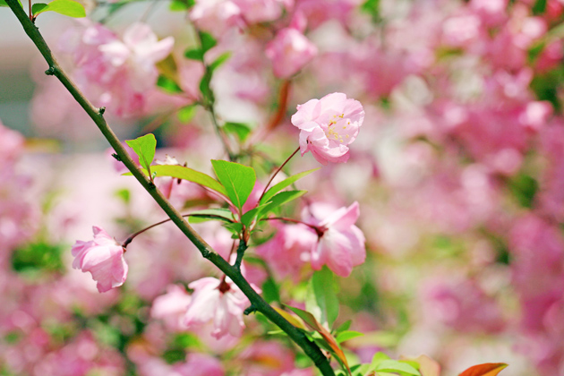 高清大图粉色海棠花图片(点击浏览下一张趣图)