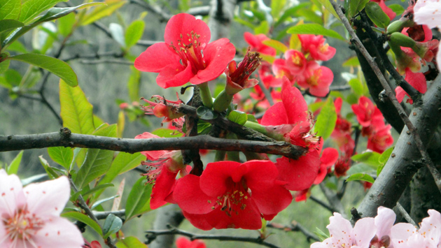 高清大图红色海棠花图片(点击浏览下一张趣图)