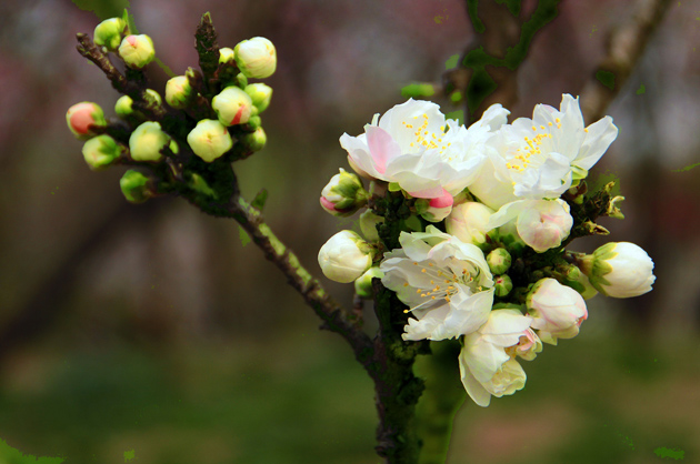 高清大图白色海棠花图片(点击浏览下一张趣图)