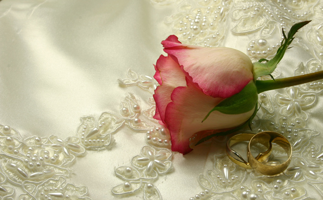 高清大图粉色玫瑰花图片(点击浏览下一张趣图)