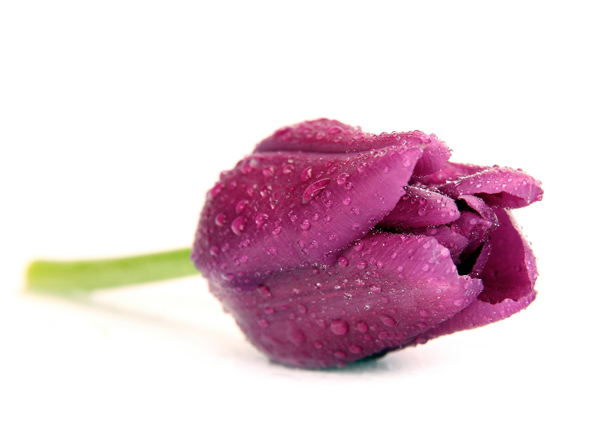 紫色郁金香图片(点击浏览下一张趣图)