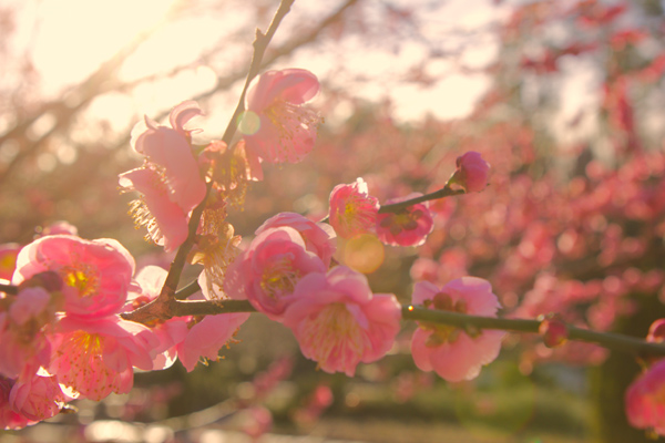 高清大图粉红桃花图片(点击浏览下一张趣图)