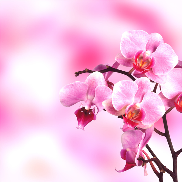 高清大图粉红桃花图片(点击浏览下一张趣图)