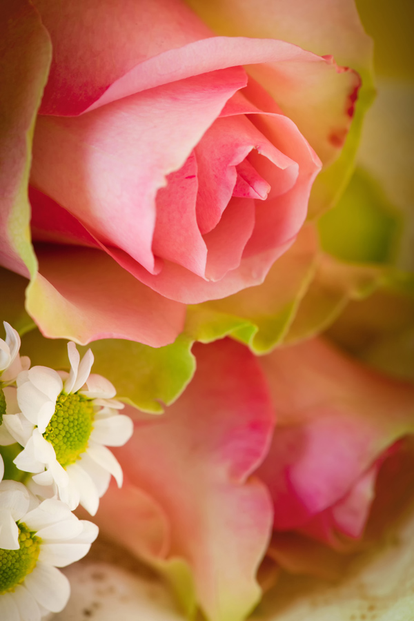 高清大图粉红玫瑰图片(点击浏览下一张趣图)