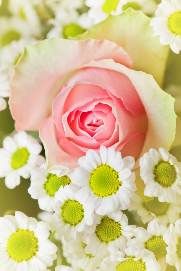 高清大图粉红玫瑰图片(点击浏览下一张趣图)