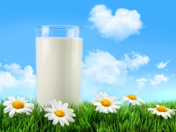 高清大图牛奶菊花图片(点击浏览下一张趣图)