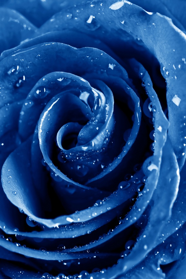 高清大图蓝色玫瑰图片(点击浏览下一张趣图)