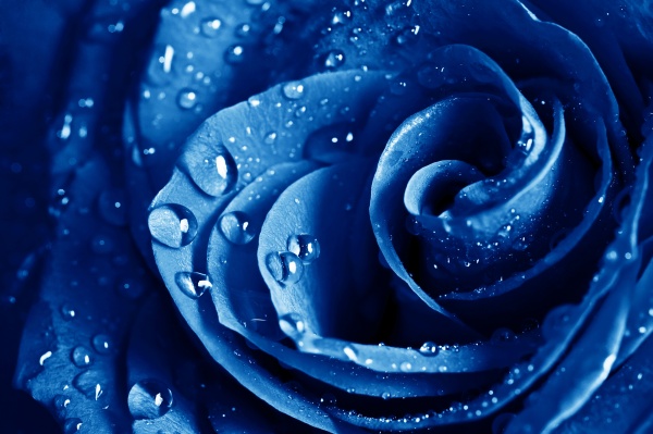 蓝色动态玫瑰图片(点击浏览下一张趣图)