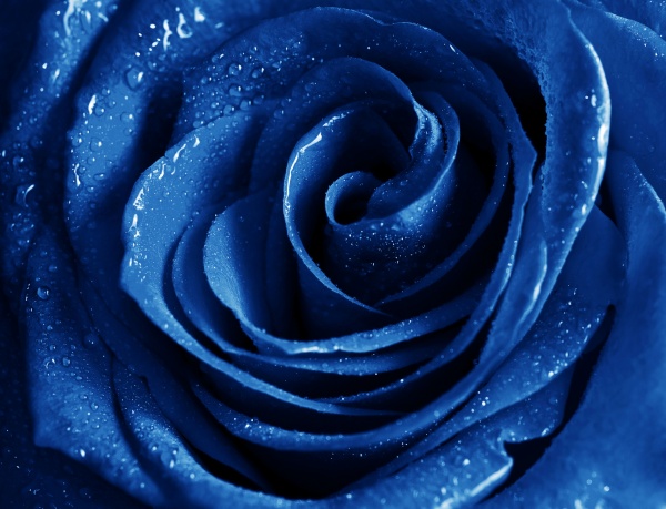 高清大图蓝色玫瑰图片(点击浏览下一张趣图)