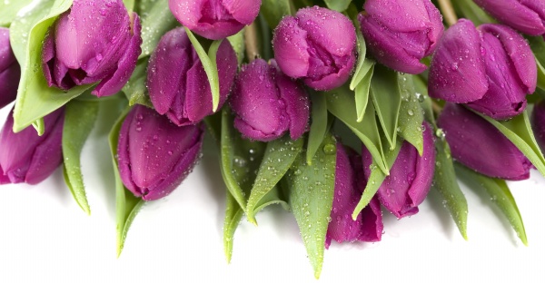 紫色郁金香图片(点击浏览下一张趣图)