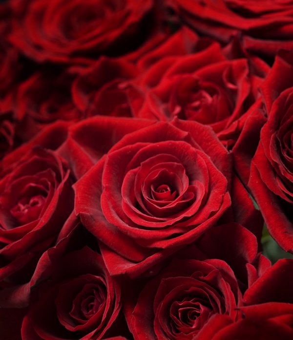 高清大图红玫瑰图片(点击浏览下一张趣图)
