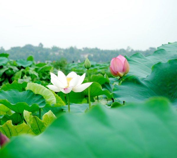 高清大图荷花素材图片(点击浏览下一张趣图)