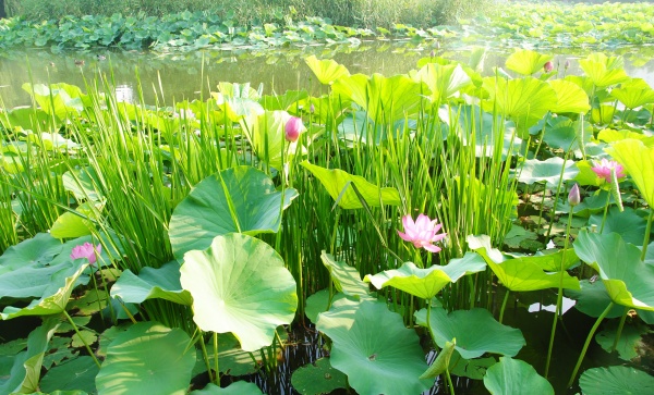 高清大图绿色荷花图片(点击浏览下一张趣图)