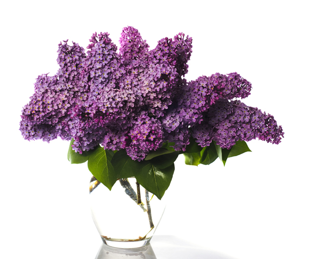 紫红花朵素材图片(点击浏览下一张趣图)