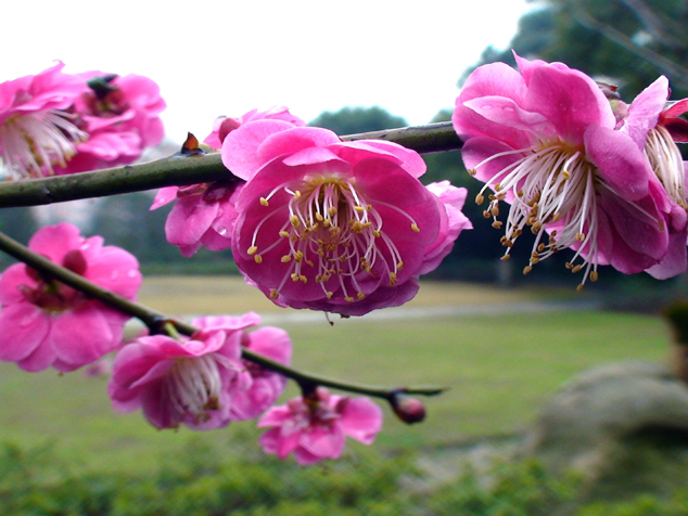 高清大图粉红梅花图片(点击浏览下一张趣图)