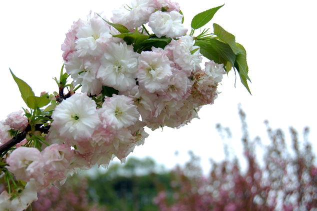 高清大图日本樱花图片(点击浏览下一张趣图)