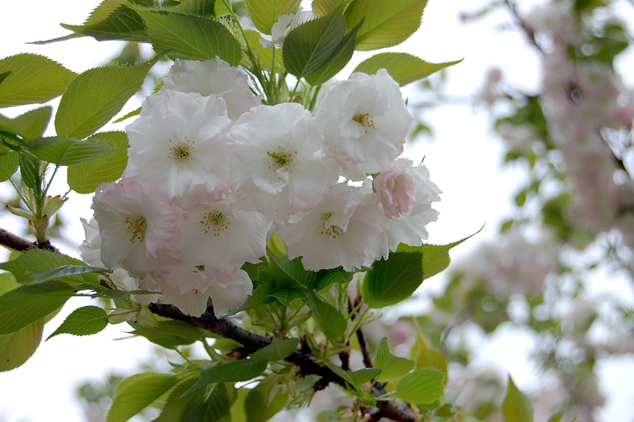 高清大图日本樱花图片(点击浏览下一张趣图)