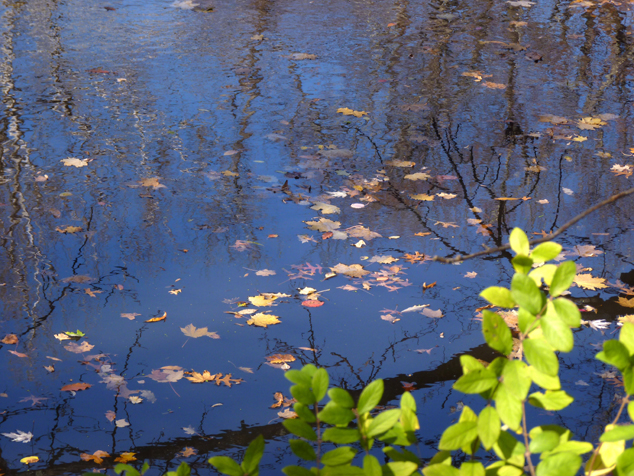 池塘落叶图片(点击浏览下一张趣图)