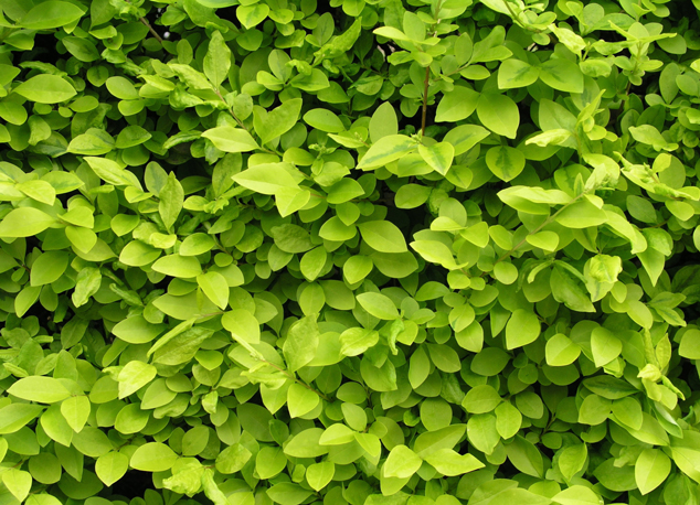绿色树叶素材图片(点击浏览下一张趣图)