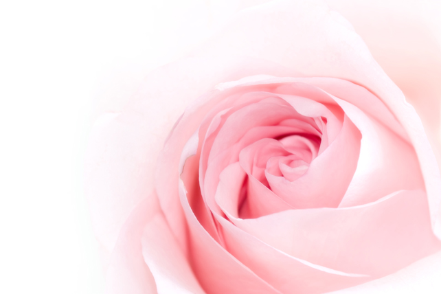 粉红色玫瑰花图片(点击浏览下一张趣图)