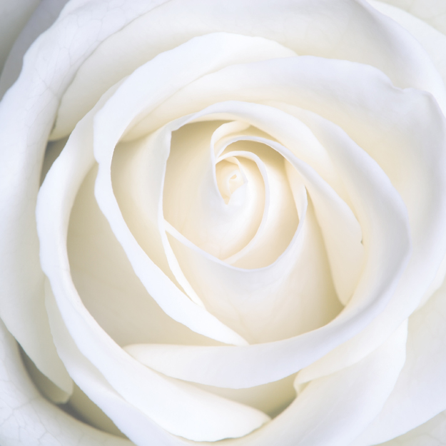 白色玫瑰花图片(点击浏览下一张趣图)