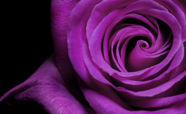 紫色玫瑰花图片(点击浏览下一张趣图)