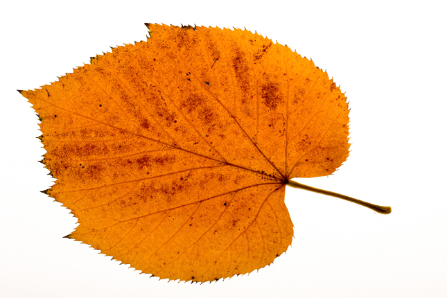 秋天树叶图片(点击浏览下一张趣图)