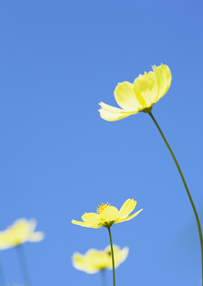 丁香花图片(点击浏览下一张趣图)